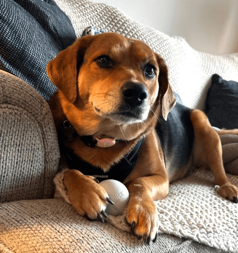 Before - Original pet photo